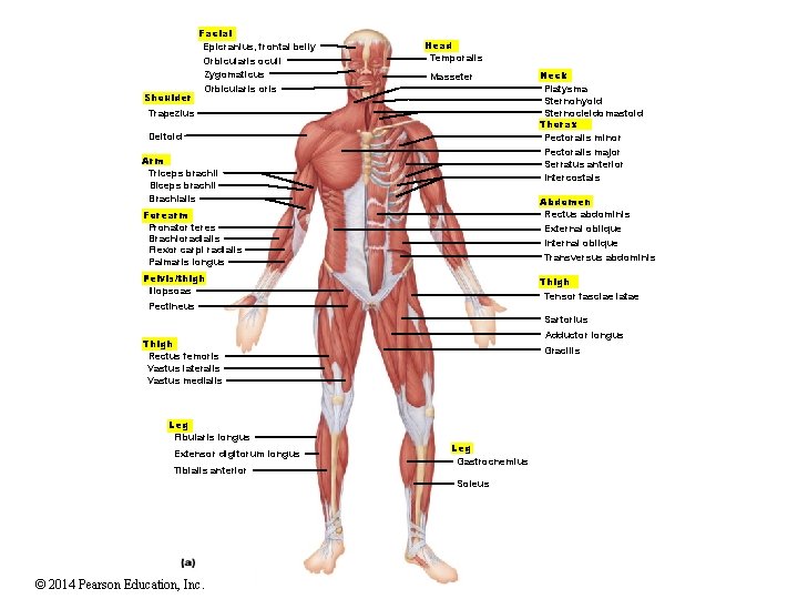 Facial Epicranius, frontal belly Orbicularis oculi Zygomaticus Shoulder Head Temporalis Masseter Orbicularis oris Trapezius