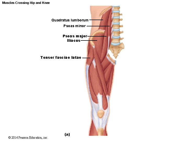 Muscles Crossing Hip and Knee Quadratus lumborum Psoas minor Psoas major Iliacus Tensor fasciae