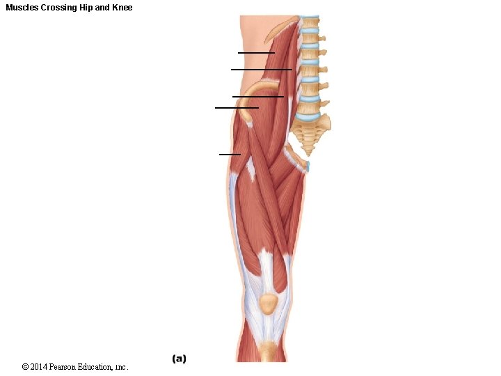 Muscles Crossing Hip and Knee © 2014 Pearson Education, Inc. 