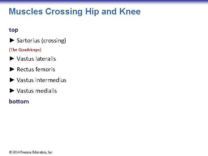 Muscles Crossing Hip and Knee top ► Sartorius (crossing) (The Quadriceps) ► Vastus lateralis