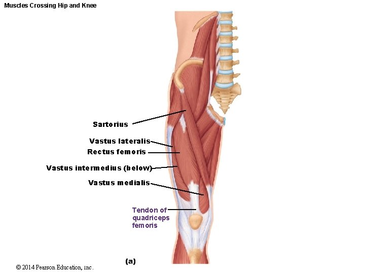 Muscles Crossing Hip and Knee Sartorius Vastus lateralis Rectus femoris Vastus intermedius (below) Vastus