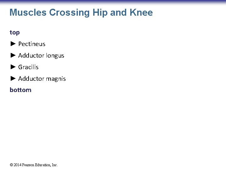 Muscles Crossing Hip and Knee top ► Pectineus ► Adductor longus ► Gracilis ►