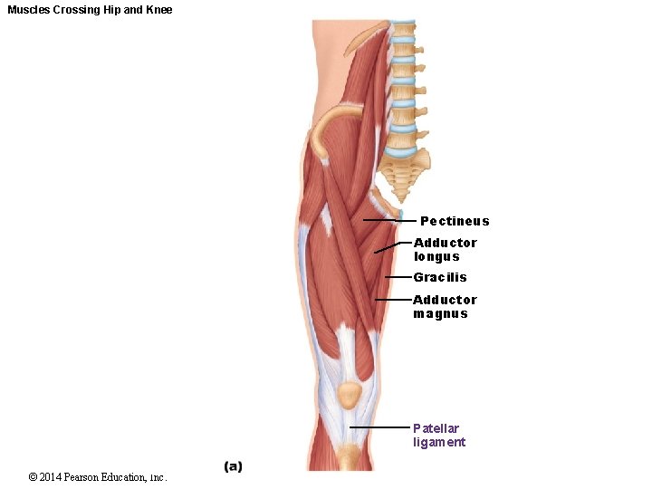Muscles Crossing Hip and Knee Pectineus Adductor longus Gracilis Adductor magnus Patellar ligament ©
