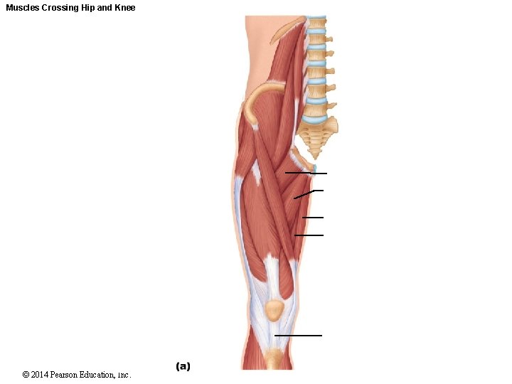 Muscles Crossing Hip and Knee © 2014 Pearson Education, Inc. 