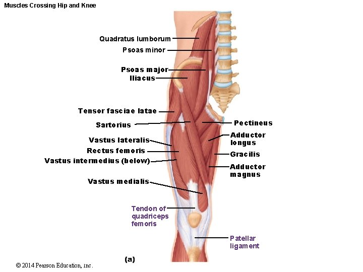 Muscles Crossing Hip and Knee Quadratus lumborum Psoas minor Psoas major Iliacus Tensor fasciae