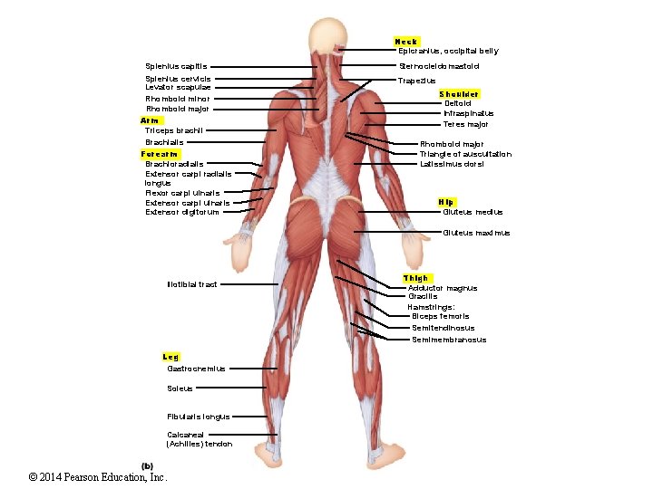 Neck Epicranius, occipital belly Splenius capitis Splenius cervicis Levator scapulae Rhomboid minor Rhomboid major