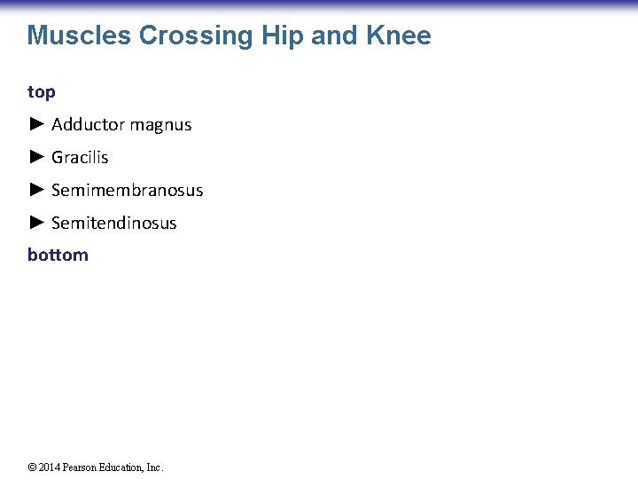 Muscles Crossing Hip and Knee top ► Adductor magnus ► Gracilis ► Semimembranosus ►
