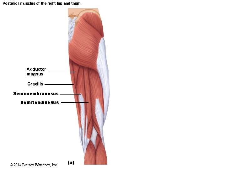 Posterior muscles of the right hip and thigh. Adductor magnus Gracilis Semimembranosus Semitendinosus ©