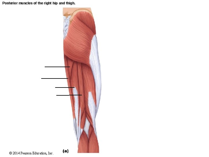 Posterior muscles of the right hip and thigh. © 2014 Pearson Education, Inc. 