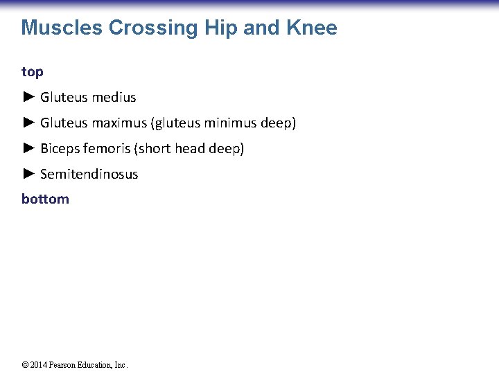 Muscles Crossing Hip and Knee top ► Gluteus medius ► Gluteus maximus (gluteus minimus