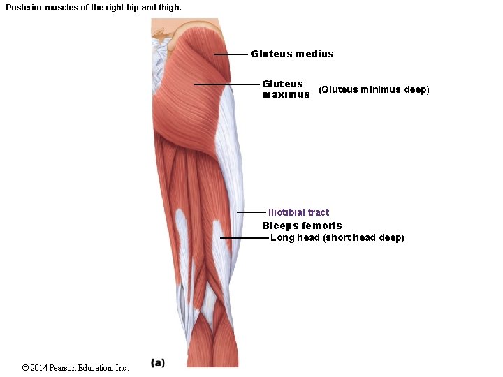 Posterior muscles of the right hip and thigh. Gluteus medius Gluteus (Gluteus minimus deep)