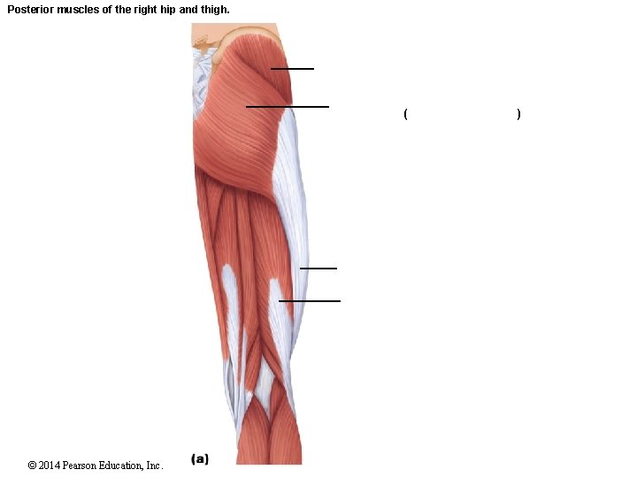 Posterior muscles of the right hip and thigh. ( © 2014 Pearson Education, Inc.