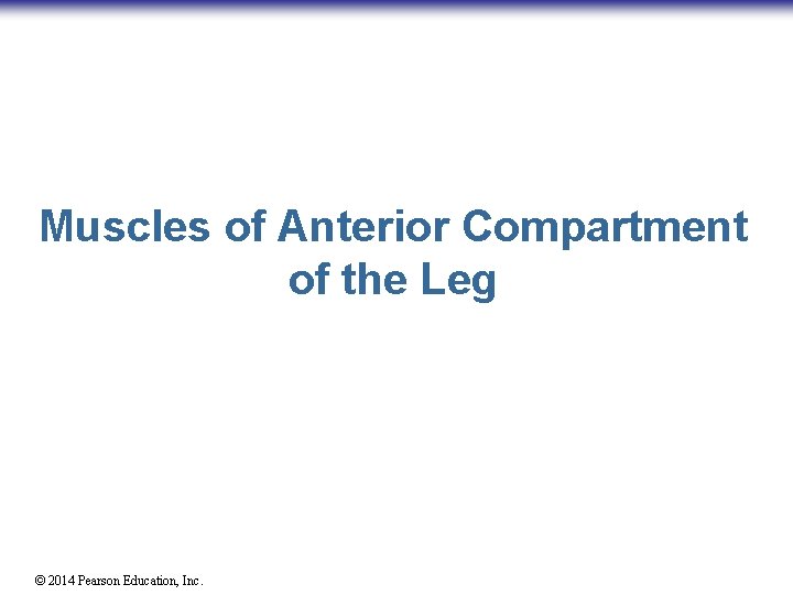 Muscles of Anterior Compartment of the Leg © 2014 Pearson Education, Inc. 