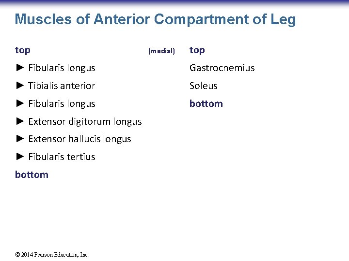 Muscles of Anterior Compartment of Leg top (medial) top ► Fibularis longus Gastrocnemius ►