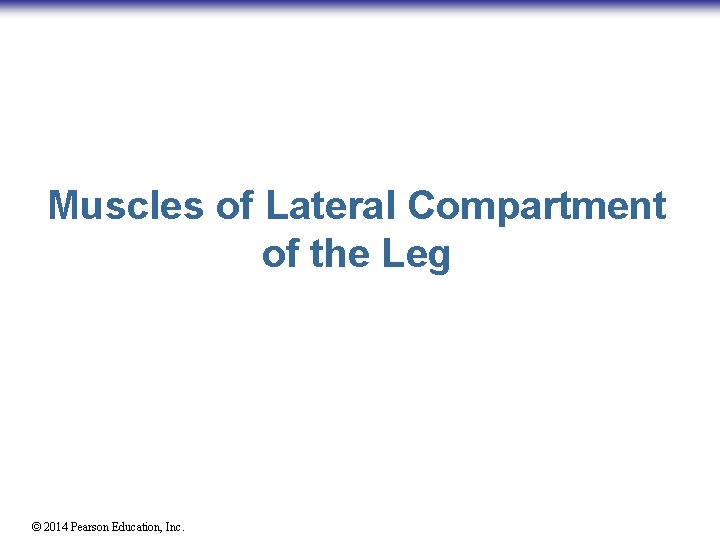 Muscles of Lateral Compartment of the Leg © 2014 Pearson Education, Inc. 