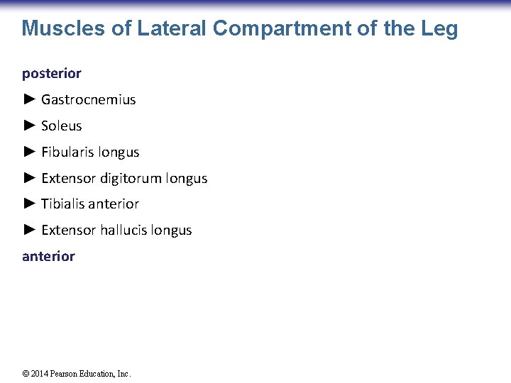Muscles of Lateral Compartment of the Leg posterior ► Gastrocnemius ► Soleus ► Fibularis