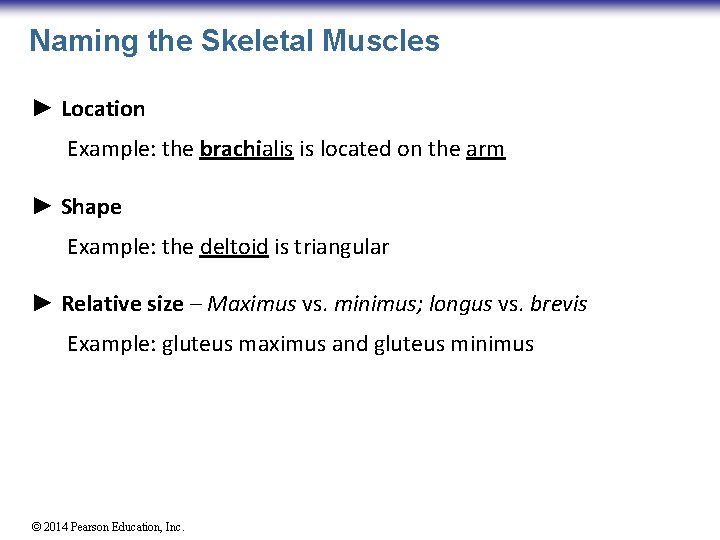 Naming the Skeletal Muscles ► Location Example: the brachialis is located on the arm