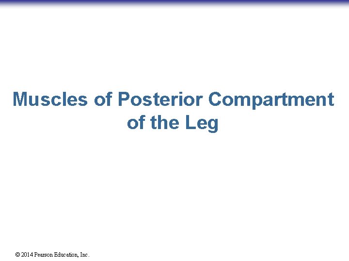 Muscles of Posterior Compartment of the Leg © 2014 Pearson Education, Inc. 
