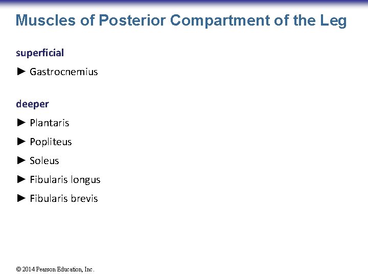 Muscles of Posterior Compartment of the Leg superficial ► Gastrocnemius deeper ► Plantaris ►