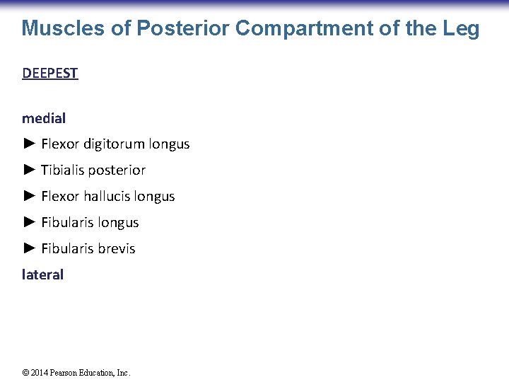 Muscles of Posterior Compartment of the Leg DEEPEST medial ► Flexor digitorum longus ►