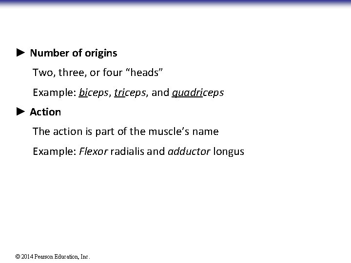 ► Number of origins Two, three, or four “heads” Example: biceps, triceps, and quadriceps