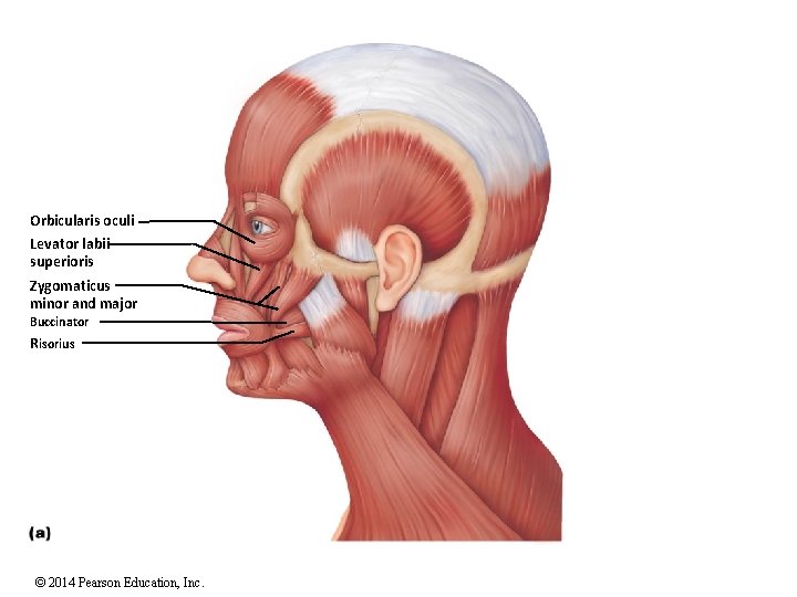 Orbicularis oculi Levator labii superioris Zygomaticus minor and major Buccinator Risorius © 2014 Pearson