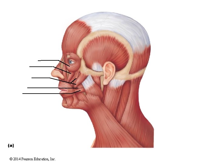 © 2014 Pearson Education, Inc. 