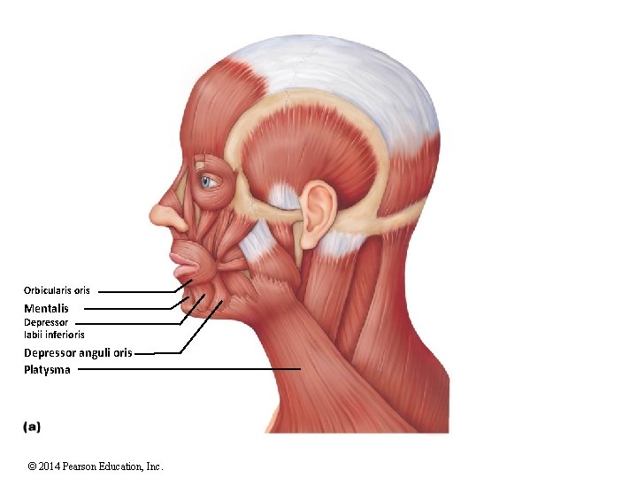 Orbicularis oris Mentalis Depressor labii inferioris Depressor anguli oris Platysma © 2014 Pearson Education,