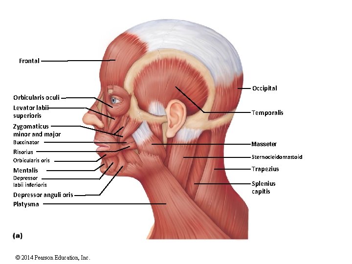 Frontal Occipital Orbicularis oculi Levator labii superioris Temporalis Zygomaticus minor and major Buccinator Risorius