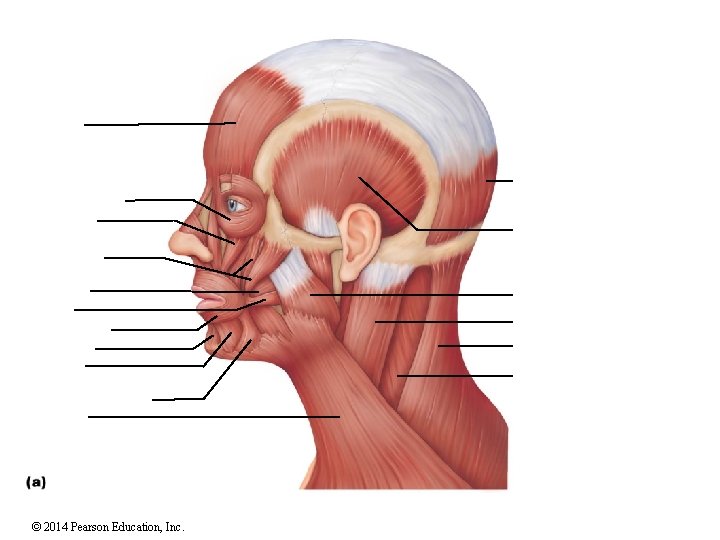 © 2014 Pearson Education, Inc. 