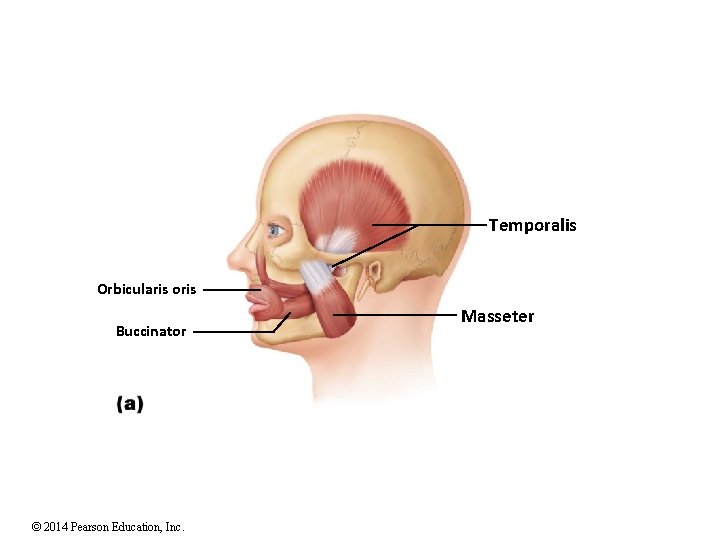 Temporalis Orbicularis oris Buccinator © 2014 Pearson Education, Inc. Masseter 