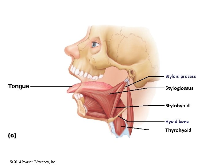 Styloid process Tongue Styloglossus Stylohyoid Hyoid bone Thyrohyoid © 2014 Pearson Education, Inc. 
