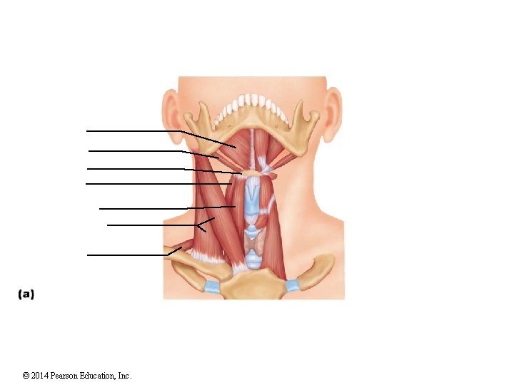 © 2014 Pearson Education, Inc. 