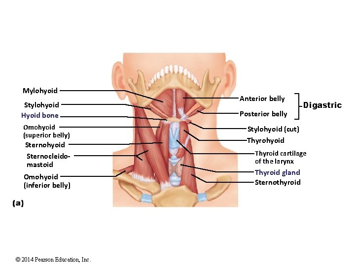 Mylohyoid Stylohyoid Hyoid bone Omohyoid (superior belly) Sternohyoid Sternocleidomastoid Omohyoid (inferior belly) © 2014