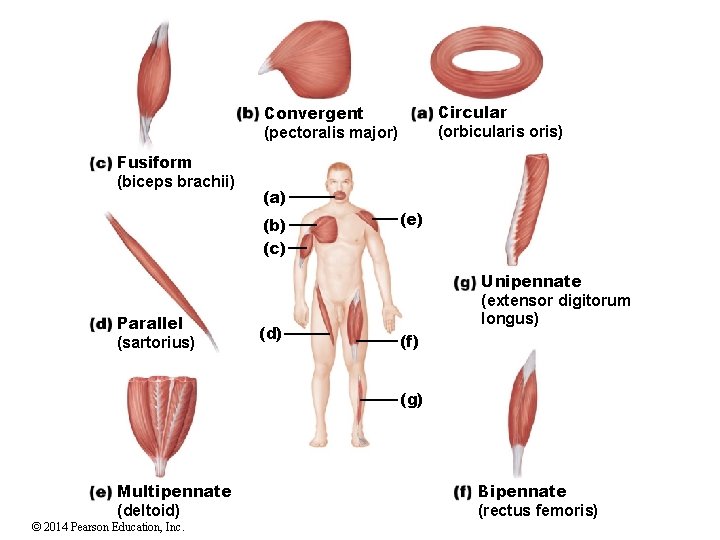 Circular (orbicularis oris) Convergent (pectoralis major) Fusiform (biceps brachii) (a) (b) (c) Parallel (sartorius)