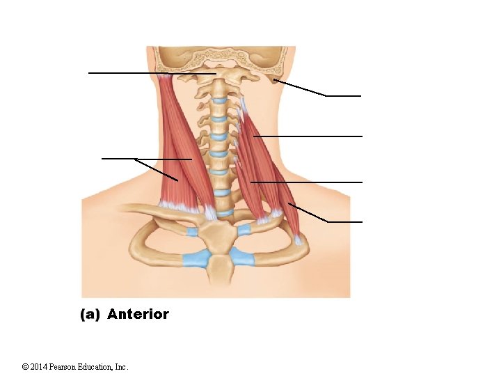 Anterior © 2014 Pearson Education, Inc. 