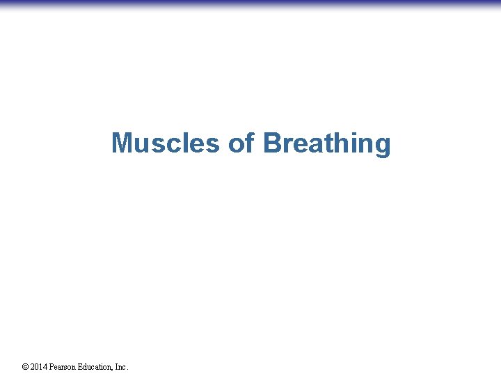 Muscles of Breathing © 2014 Pearson Education, Inc. 