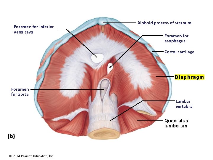 Foramen for inferior vena cava Xiphoid process of sternum Foramen for esophagus Costal cartilage