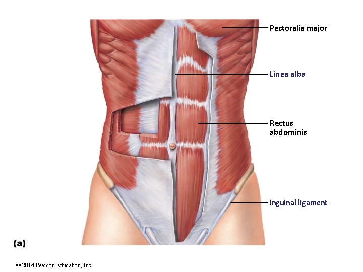 Pectoralis major Linea alba Rectus abdominis Inguinal ligament © 2014 Pearson Education, Inc. 