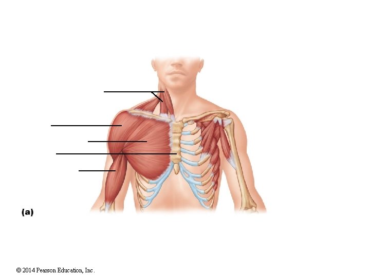 © 2014 Pearson Education, Inc. 