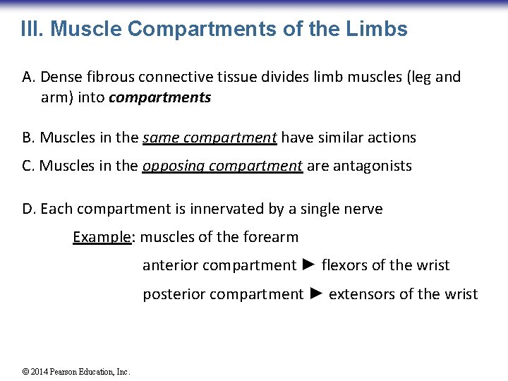 III. Muscle Compartments of the Limbs A. Dense fibrous connective tissue divides limb muscles