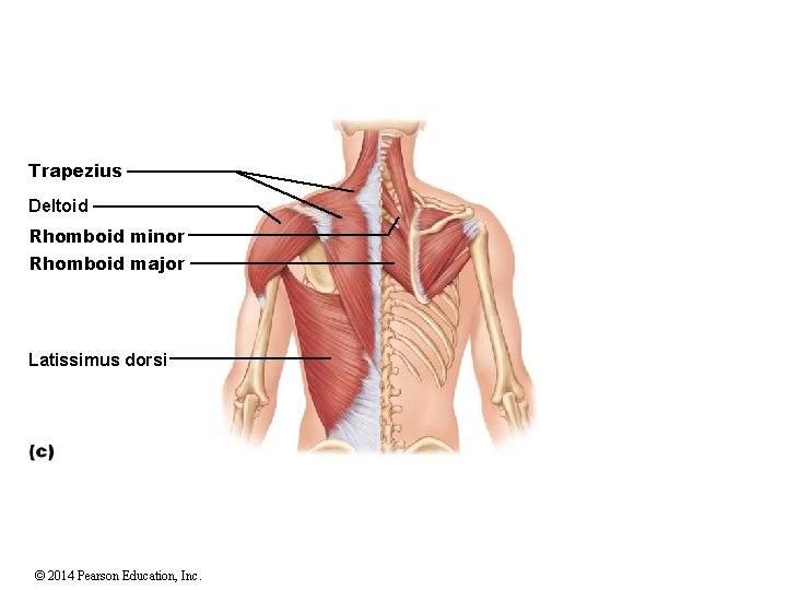 Trapezius Deltoid Rhomboid minor Rhomboid major Latissimus dorsi © 2014 Pearson Education, Inc. 