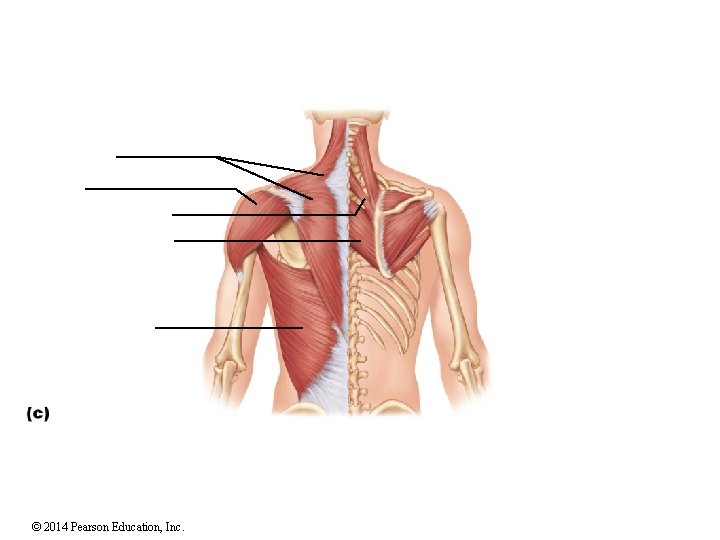 © 2014 Pearson Education, Inc. 