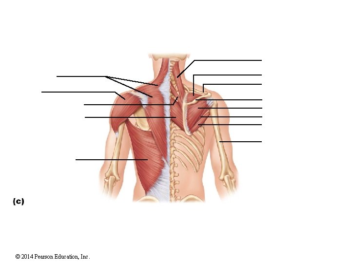 © 2014 Pearson Education, Inc. 