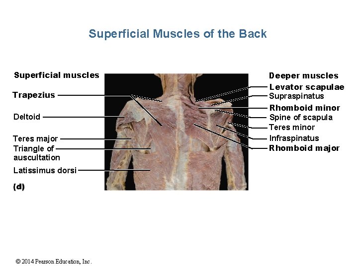 Superficial Muscles of the Back Superficial muscles Trapezius Deltoid Teres major Triangle of auscultation