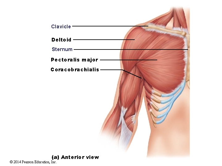 Clavicle Deltoid Sternum Pectoralis major Coracobrachialis © 2014 Pearson Education, Inc. Anterior view 