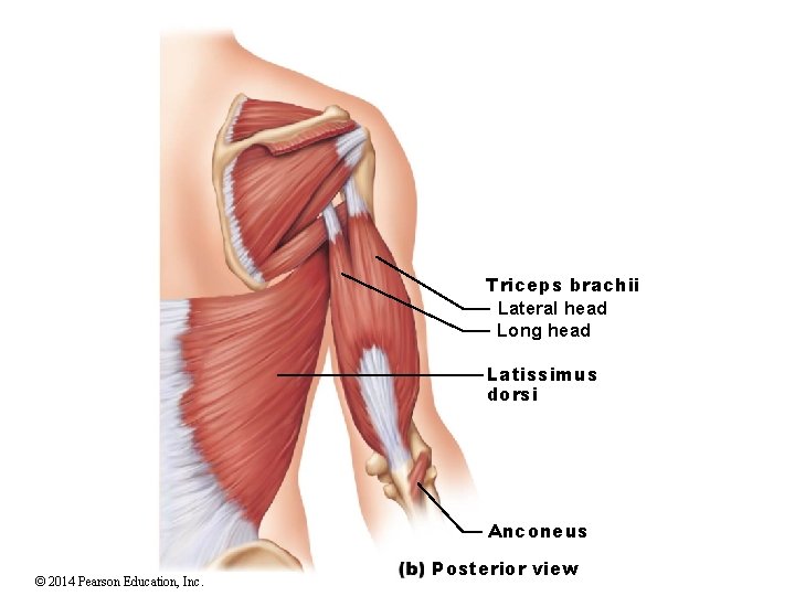 Triceps brachii Lateral head Long head Latissimus dorsi Anconeus © 2014 Pearson Education, Inc.