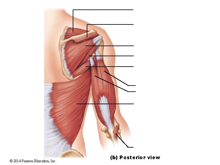 © 2014 Pearson Education, Inc. Posterior view 