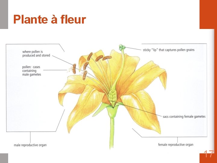 Plante à fleur 17 