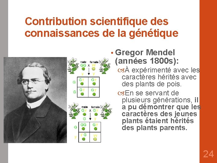Contribution scientifique des connaissances de la génétique • Gregor Mendel (années 1800 s): À